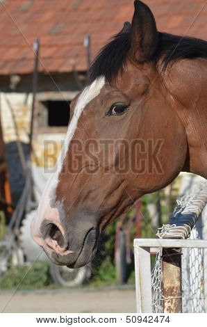 Horse Head