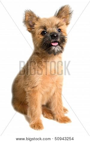 Little Dog
