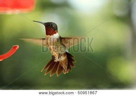 Ruby Throated Hummingbird in Flight