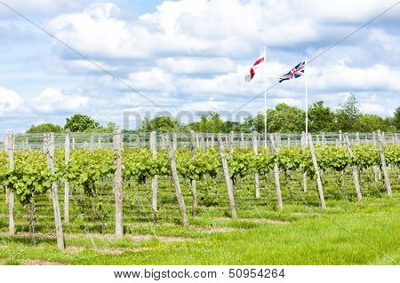 vineyar near Lamberhurst, Kent, England