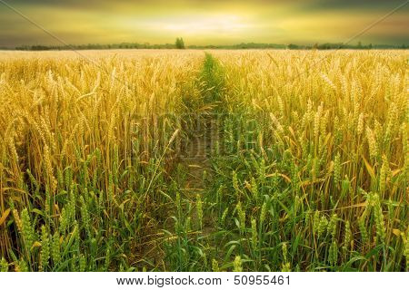 Wheat Field