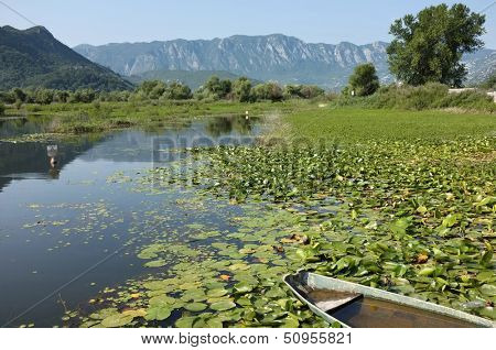 Virpazar: Water Lilies On Lake Skadar, Montenegro