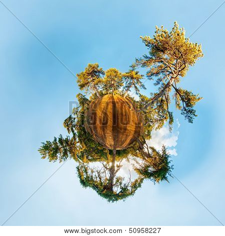 Miniature Planet With Pine Forest