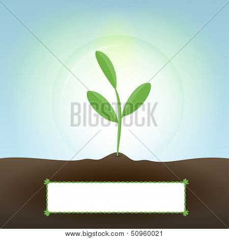 Green sprout