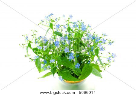 Bouquet do esquecer-me-não