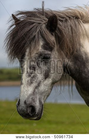 Head of gray Horse