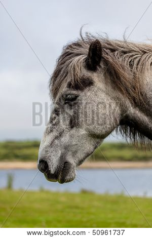 Gray Horseï¿½s Head