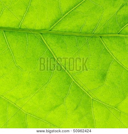 Fresh dreen leaf texture macro close-up