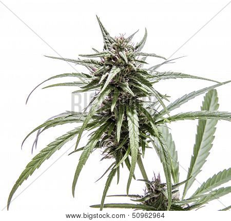 Isolated Marijuana Plant