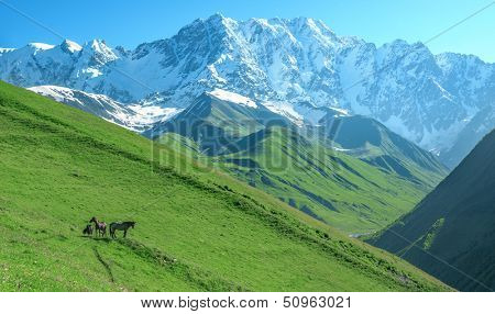 three horse in high mountains