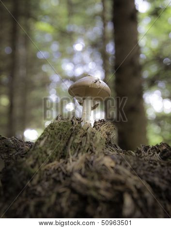 Mushroom In The Forest