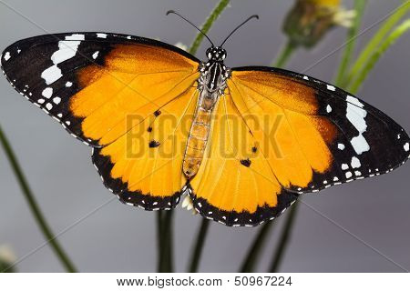 The Plain Tiger Butterfly