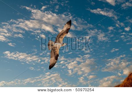 Osprey in flight against a nice blue cloudy sky