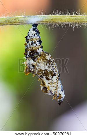 Leopard Lacewing Pupa