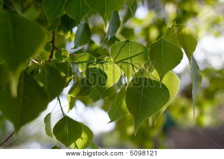 Gegenlicht Baum-Blätter