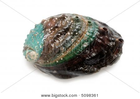 Rå Abalone