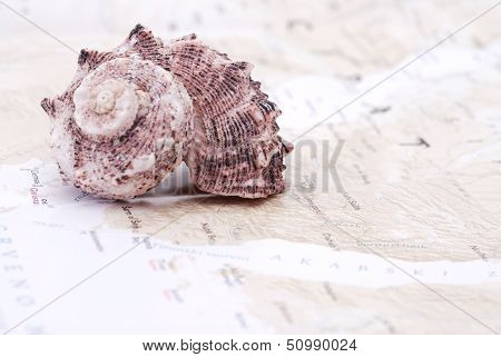 Sea shell on the world map