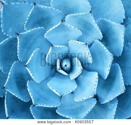 Sharp pointed agave plant leaves