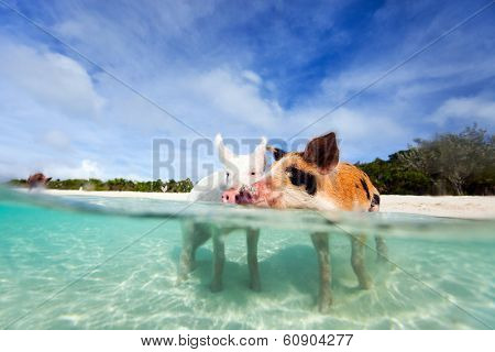 Swimming pigs of the Bahamas in the Out Islands of the Exuma