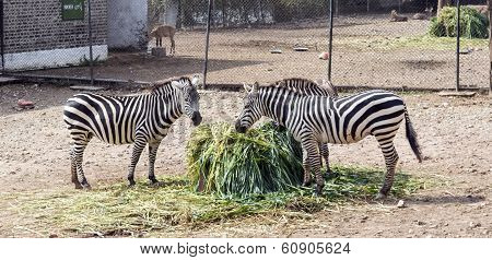 happy zebra family
