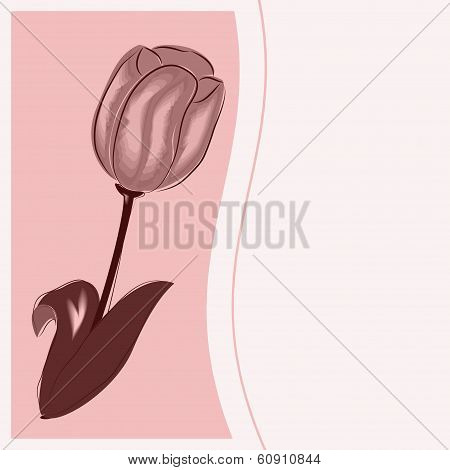 tulip on March 8