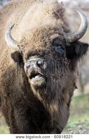 Portrait Of A Wild European Bison