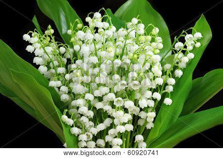 Lily Of The Valley