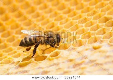 Close up view of the working bees on honeycells.