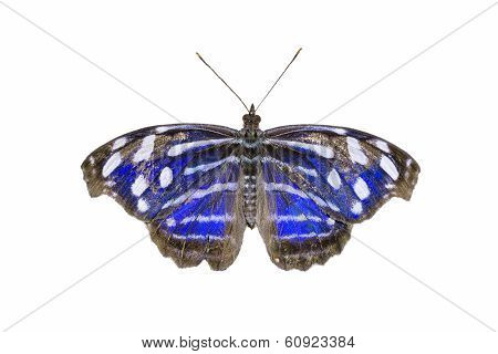 Blue-banded Purplewing Butterfly