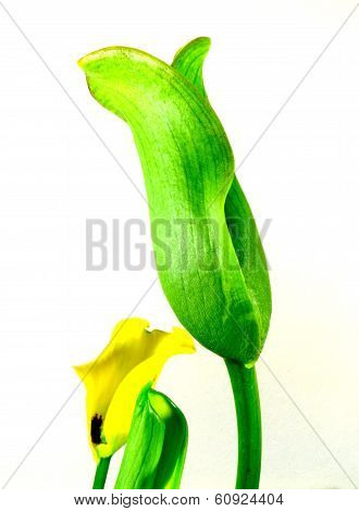 callas