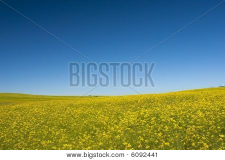 青い空と菜の花畑