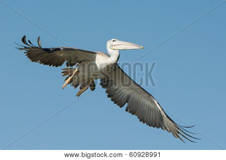 Pink-backed Pelican (pelecanus Rufescens) In Flight