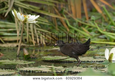 Young Black Crake Walking On Lily Pads