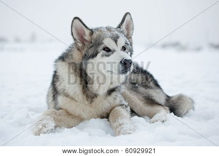Malamute Puppy In The Snow