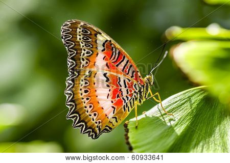 Red Lacewing Butterfly