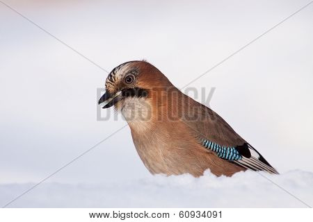 Jaybird Eating White Bread