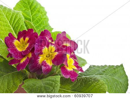 blooming primrose primula polyanthus isolated on white
