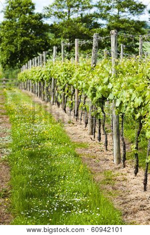 vineyar near Lamberhurst, Kent, England