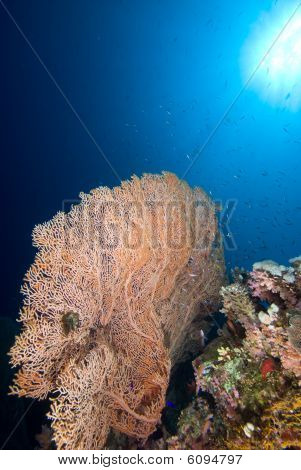 Giant Sea Fan (Riitta Mollis)
