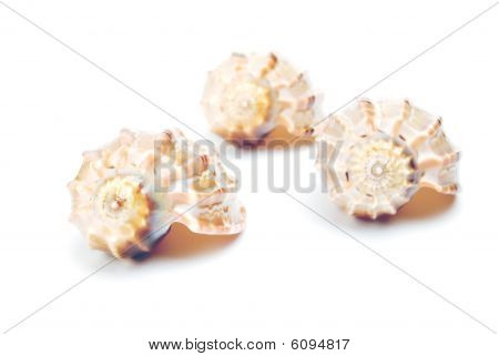 Shell