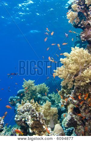 Värikäs trooppinen Reef Red Sea, Egypti