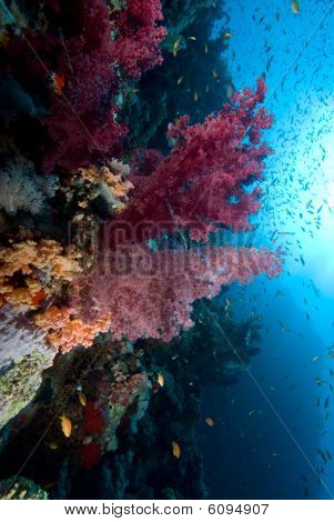 Värikäs trooppinen Reef kohtauksen kukka, kuten pehmeät korallit