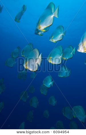 School Of pyöreä Batfish (platax Orbicularis)