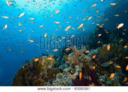 Värikäs trooppinen Reef Red Sea, Egypti