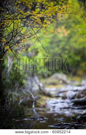Pretty bush scene