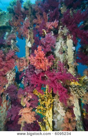 Livlige lilla Broccoli Coral (dendronephthya Klunzingeri)