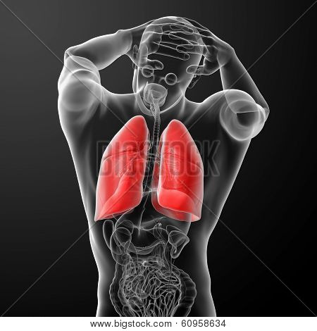 Human respiratory system in x-ray