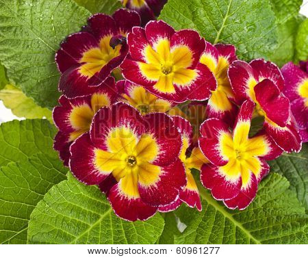 blooming primrose primula polyanthus top view close up