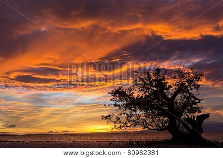 Dramatic fiery orange sunset in Siquijor in the Philippines with a mangrove tree silhouetted against the glowing horizon under heavy stormy cloud cover
