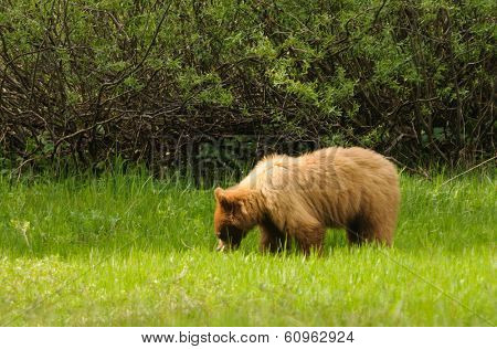 American Black bear in Yosemite National Park 